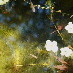 クロメダカの画像