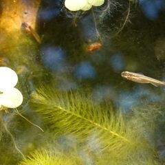 クロメダカの画像