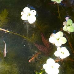 クロメダカの画像