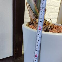 オーガスタの画像