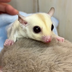 フクロモモンガ クリミノ男の子💙 