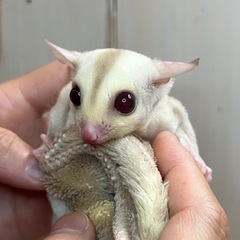 フクロモモンガ クリミノ女の子🩷  - 多摩市