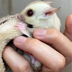 フクロモモンガ クリミノ女の子🩷  − 東京都