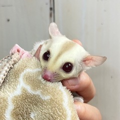 フクロモモンガ クリミノ女の子🩷 