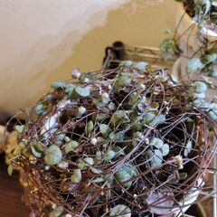 ハートカズラの画像