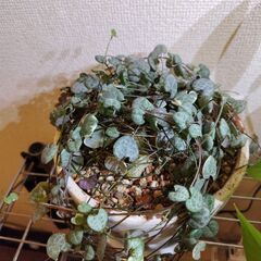 ハートカズラの画像