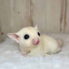 フクロモモンガ リューシ男の子💙 