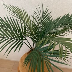 フェイクグリーンの画像