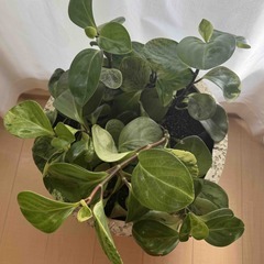 観葉植物　ペペロミア　オブツシフォリアの画像