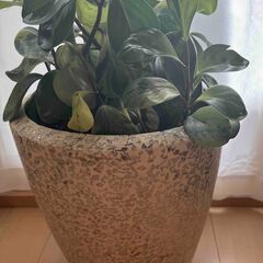 観葉植物　ペペロミア　オブツシフォリアの画像