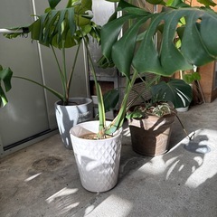モンステラの画像