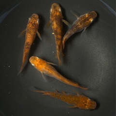 メダカ　タイプRショート2ペアプラス1の画像