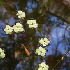 🐟東天光 4匹（ペアあり）の画像