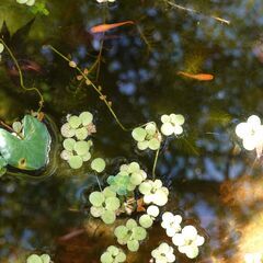 🐟東天光 4匹（ペアあり）の画像
