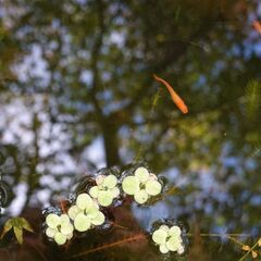 🐟東天光 4匹（ペアあり）の画像