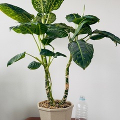 ディフェンバキア ディッフェンバキア　観葉植物の画像