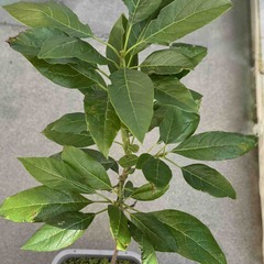 アボカド🥑の画像