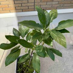 アボカド🥑の画像