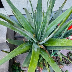 アロエベラの大苗の画像