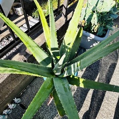 アロエベラの大苗の画像