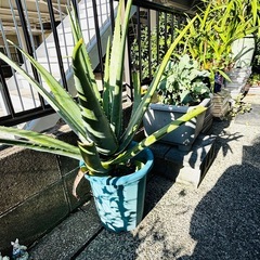 アロエベラの大苗の画像