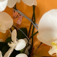 生花の胡蝶蘭の画像