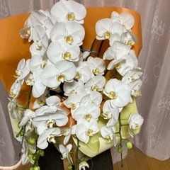 生花の胡蝶蘭の画像