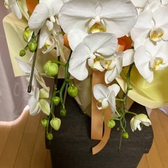 生花の胡蝶蘭の画像