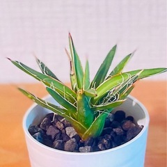 特価！先着1つ！Agave アガベ　糸状が美しい　人気の観葉植物 の画像