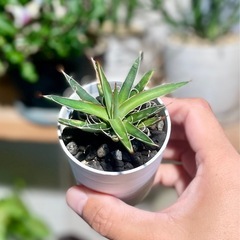 特価！先着1つ！Agave アガベ　糸状が美しい　人気の観葉植物 の画像