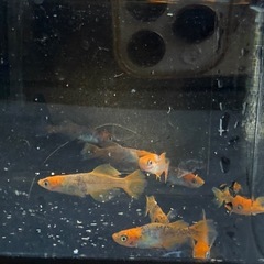 メダカ　星田スペシャル　5匹セット　2000円　1名様限定の画像