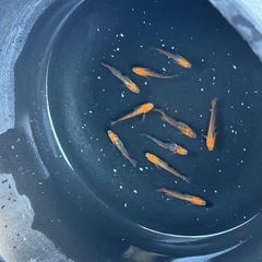 メダカ　星田スペシャル　5匹セット　2000円　1名様限定の画像