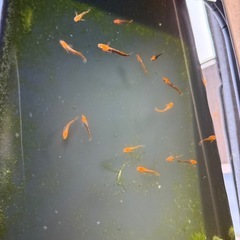 メダカ　星田スペシャル　5匹セット　2000円　1名様限定の画像