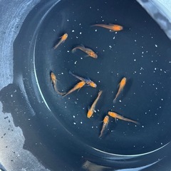 メダカ　星田スペシャル　5匹セット　2000円　1名様限定の画像