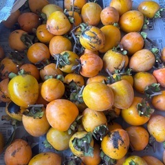 渋柿先約者様に決まりました。の画像