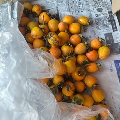 渋柿先約者様に決まりました。の画像