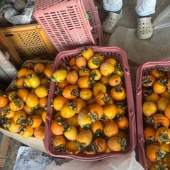 渋柿先約者様に決まりました。の画像