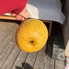 花梨の実の画像