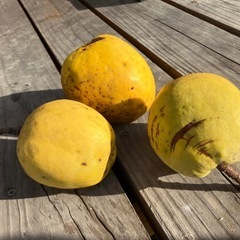 花梨の実の画像