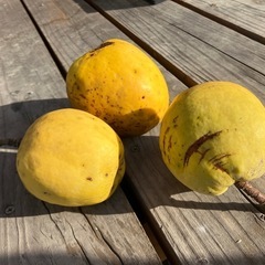 花梨の実の画像