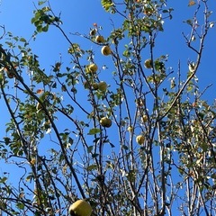 花梨の実の画像