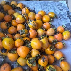 渋柿先約者様に決まりました。の画像