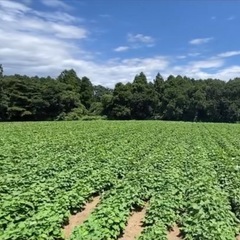 さつまいも　紅はるか　農家直送　約20〜24kgの画像
