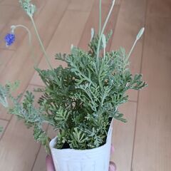 ハーブ寄せ植えセット　レースラベンダー　ローズマリー　エコポット5号の画像