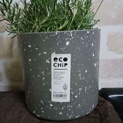 ハーブ寄せ植えセット　レースラベンダー　ローズマリー　エコポット5号の画像