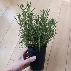 ハーブ寄せ植えセット　レースラベンダー　ローズマリー　エコポット5号の画像