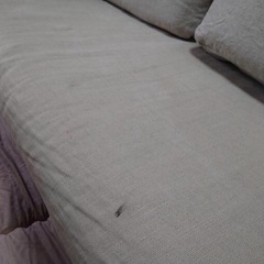 ソファー　無料の画像