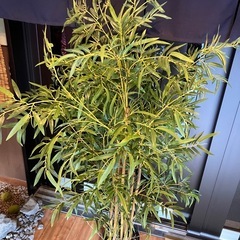 フェイクグリーンの画像