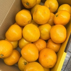 有田ミカン🍊3kg(M)の画像