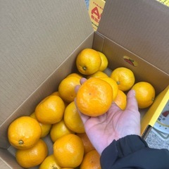 有田ミカン🍊3kg(M)の画像